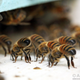 Illustration for article titled Honeybees reveal that evolution is stranger than you ever realized